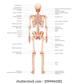 Skeleton Human diagram back posterior view with all parts labeled. Flat natural colour Vector illustration didactic board of anatomy isolated on white background medical skull spine ribs pelvis joints