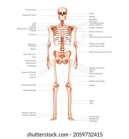 Skeleton Human diagram front anterior view with main parts labeled scientific medical infographic banner. Flat style colour Vector illustration didactic board of anatomy isolated on white background