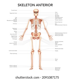 Skeleton Human diagram front anterior view with main parts labeled. Flat natural colour style Vector illustration didactic board of anatomy isolated medical infographic banner, human skull spine ribs