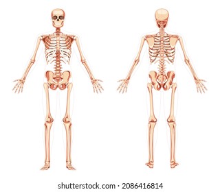 Skeleton Human diagram front back anterior posterior view. Set of realistic flat concept natural colour Vector illustration didactic board of anatomy isolated medical banner, skull spine ribs joints