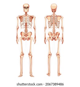 Skeleton Human diagram realistic front back view. Set of flat natural colour Vector illustration didactic board of anatomy isolated on white background medical infographic banner, human skull spine
