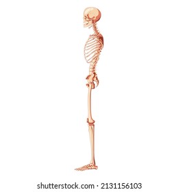 Skeleton Human dorsal side view with armless pose. Realistic medical flat natural color concept Vector illustration didactic board of anatomy isolated on white background for books, site, presentation