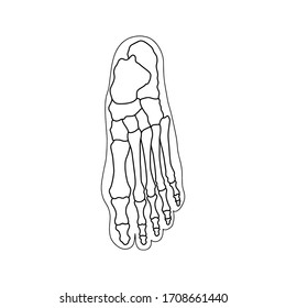 The skeleton of the human foot from above. Drawn by lines on white background. Vector Stock illustration.