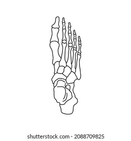 The Skeleton Of The Human Foot From Above. Drawn By Lines On White Background. Vector Stock Illustration.