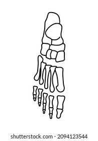 El esqueleto del pie humano desde arriba. Dibujado por líneas sobre fondo blanco. Ilustración del material vectorial.