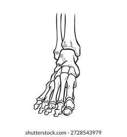 Skeleton Human foot body bones - front Anterior ventral view. Feet, ankle, tarsals metatarsals phalanges flat concept Vector  illustration of anatomy isolated on white background