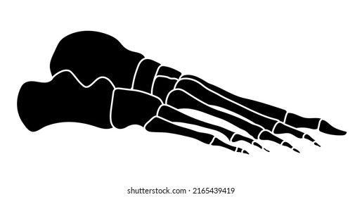 Skeleton Human foot silhouette body bones - side lateral view. Feet, ankle, tarsals metatarsals phalanges flat black color concept Vector illustration of anatomy isolated on white background