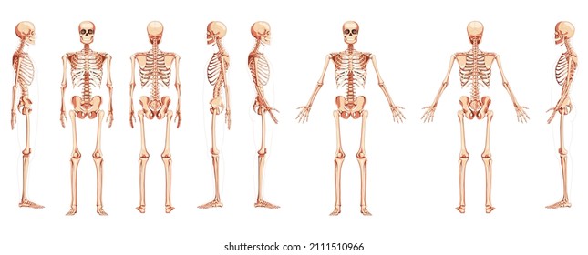 Skeleton Human front back side view with two arm poses ventral, lateral, and dorsal views. Set of realistic flat natural color concept Vector illustration of anatomy isolated on white background