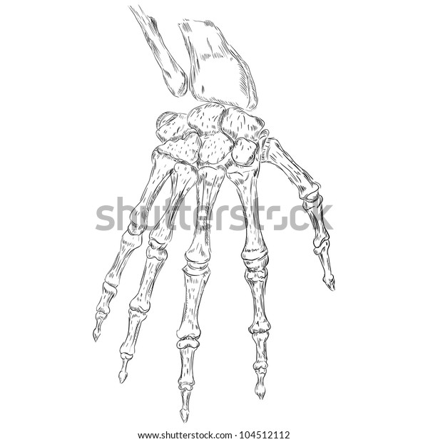 Skeleton Human Hand Anatomy Vector Illustration Stock Vector (Royalty ...