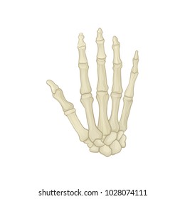 Skeleton of human hand. Carpal bones, metacarpals and phalanges. Graphic design element for placard, anatomical or medical book. Detailed flat vector icon