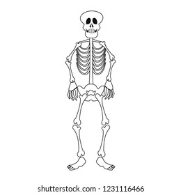 skeleton human on white background