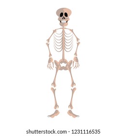 skeleton human on white background