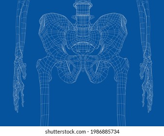 Skeleton of the human pelvis. Vector rendering of 3d. Wire-frame style. Illustration for medicine