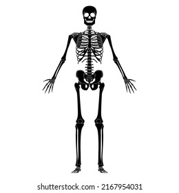 Skeleton Human silhouette body bones - hands, chests, heads, vertebra, pelvis, Thighs front Anterior ventral view flat black color concept Vector illustration of anatomy isolated on white background