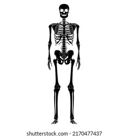 3,126 Anterior view human skeleton Images, Stock Photos & Vectors ...