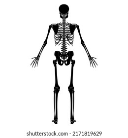 Skeleton Human silhouette body bones - hands, legs, chests, vertebra, pelvis, Thighs back Posterior dorsal view flat black color concept Vector illustration of anatomy isolated on white background