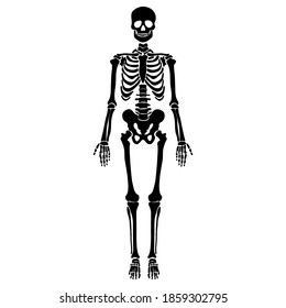 Skeleton. Human skeleton silhouette - bones, ribs, spine, skull, joints, arms, legs. Complete human structure, anatomically correct realistic illustration. Modern flat vector. 