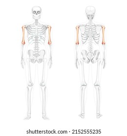 Skeleton Humerus arm Human front back view with partly transparent bones position. Anatomically correct 3D realistic flat natural color concept Vector illustration isolated on white background