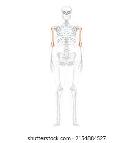 Skeleton Humerus arm Human front Anterior ventral view with partly transparent bones position. Anatomically correct realistic flat natural color Vector illustration of isolated on white background