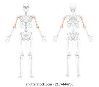 Skeleton Humerus arm Human front back view with two arm poses with partly transparent bones position. Realistic flat natural color concept Vector illustration of anatomy isolated on white background