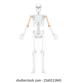 Skeleton Humerus arm Human front view with two arm poses with partly transparent bones position. Set of realistic flat natural color concept Vector illustration of anatomy isolated on white background
