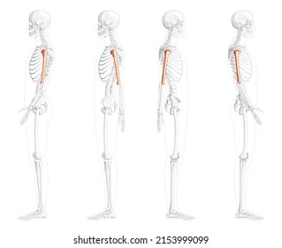 Skeleton Humerus arm Human side view with partly transparent bones position. Set of 3D Anatomically correct realistic flat natural color concept Vector illustration isolated on white background