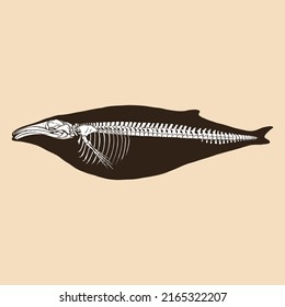 Skeleton humpback whale vector illustration animal