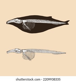 Dibujo del vector de ballena jorobada Skeleton