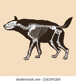 Skeleton hyena vector illustration animal