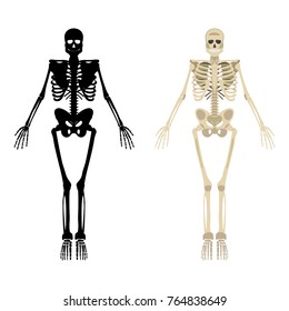 Skeleton icon. Human Skeleton front side Silhouette. Isolated on White Background. Vector illustration.