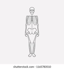 Skeleton icon line element. Vector illustration of skeleton icon line isolated on clean background for your web mobile app logo design.
