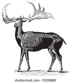 Skeleton irish Elk (Megaceros hibernicus) / vintage illustration from Meyers Konversations-Lexikon 1897