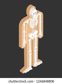 Skeleton isometric anatomy of human body. Internal organs 3D. Skull and Bones. Pelvic bone and ribs. Spine and vertebrae. organ systems body.
