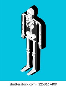 Skeleton isometric anatomy of human body. Internal organs 3D. Skull and Bones. Pelvic bone and ribs. Spine and vertebrae. organ systems body.
