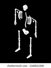 Skeleton isometric isolated. 3D Skull and Bones. Pelvic bone and ribs. Spine and vertebrae. Human bone system
