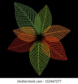 Skeleton leaf background 