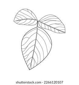 Skeleton leaf on white background, leaf outline isolate, tree leaf vector, black leaf illustration, flora, plant
