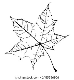 Skeleton leaf vector silhouette. Black contour on white background.
