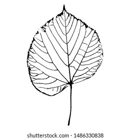 Skeleton leaf vector silhouette. Black contour on white background.