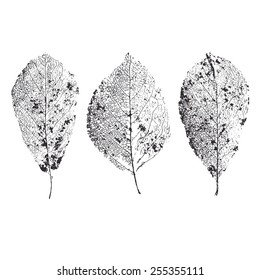 Skeleton leaves isolated. Leaf veins.