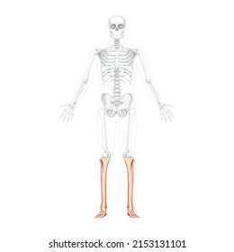 Skeleton leg tibia, fibula, Foot, ankle Human front view with two arm open poses with partly transparent bones position. Anatomically correct realistic flat natural color Vector illustration isolated