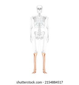 Skeleton leg tibia, fibula, Foot, ankle Human front Anterior view with partly transparent bones position. Anatomically correct realistic flat concept Vector illustration isolated on white background