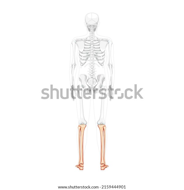 Skeleton Leg Tibia Fibula Foot Ankle: เวกเตอร์สต็อก (ปลอดค่าลิขสิทธิ์ ...