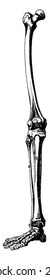 Skeleton leg, vintage engraved illustration. La Vie dans la nature, 1890.