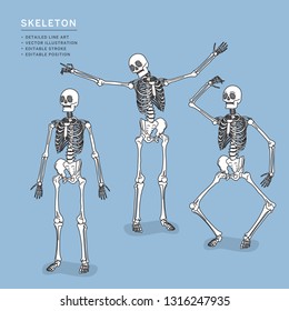 Skeleton line art vector illustration  Easy editable positions  
