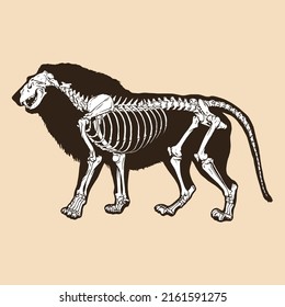 Skeleton lion vector illustration animal