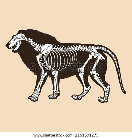 Skeleton lion vector illustration animal