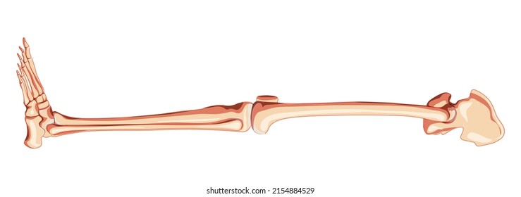 Skeleton lower limbs Human Pelvis with leg, Thighs Feet, ankles side lateral view. Anatomically correct 3D realistic flat natural color concept Vector illustration of isolated on white background