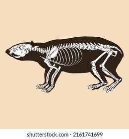 Skeleton lowland paca vector illustration animal