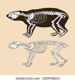 Skeleton lowland paca vector illustration animal